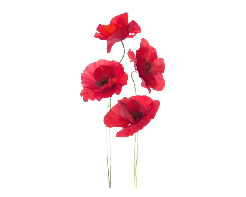 Remembrance Day Poppy Transparent Image