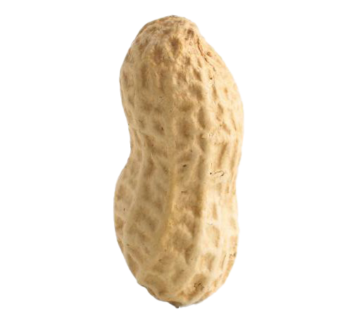 Single Peanut PNG Image Background