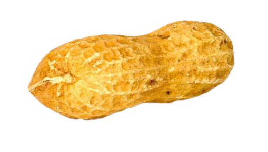 Single Peanut PNG Transparent Image