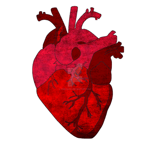 Anatomical Heart Download Transparent PNG Image