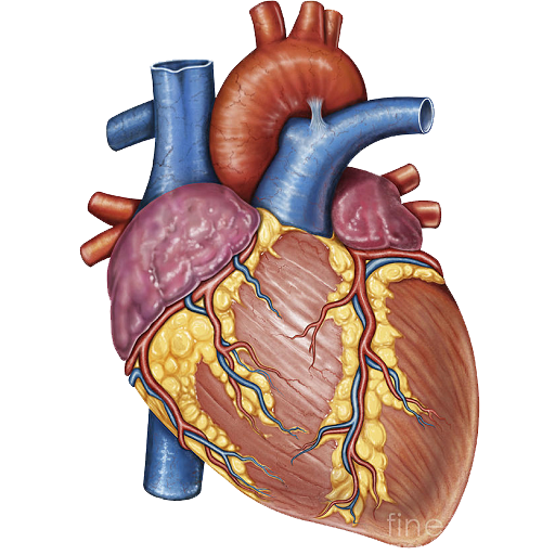 Imagen de fondo de PNG de corazón anatómico