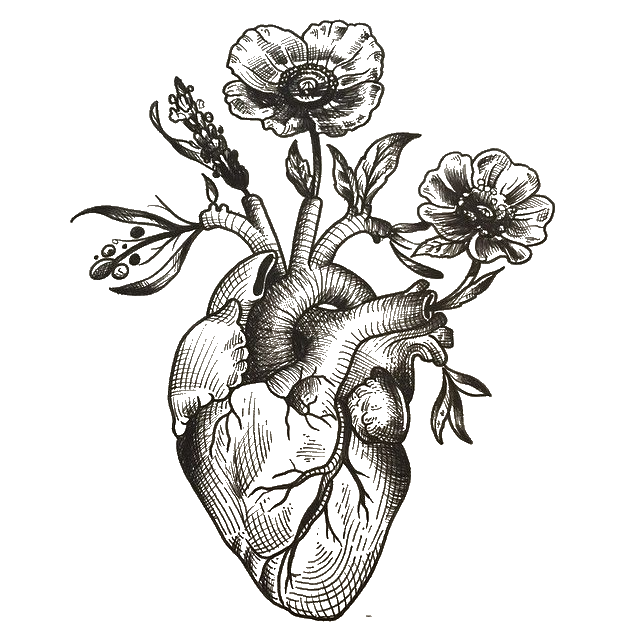 Anatomical Heart PNG descargar imagen