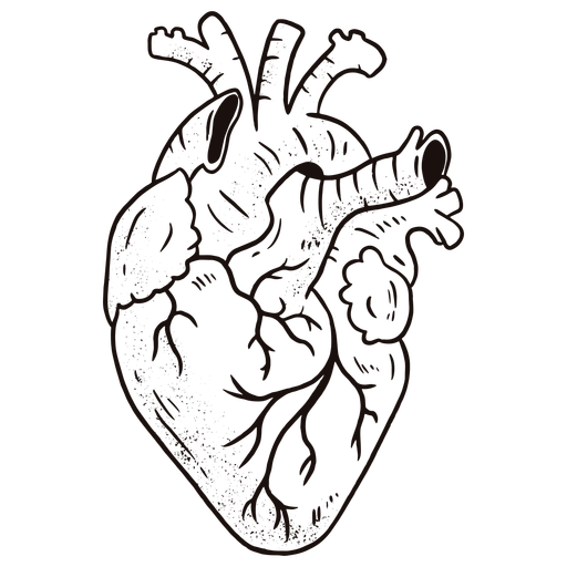 Anatomical Heart PNG Free Download