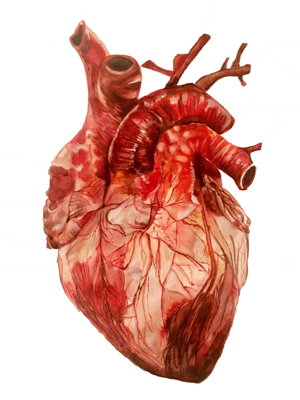 القلب التشريحية PNG صورة عالية الجودة