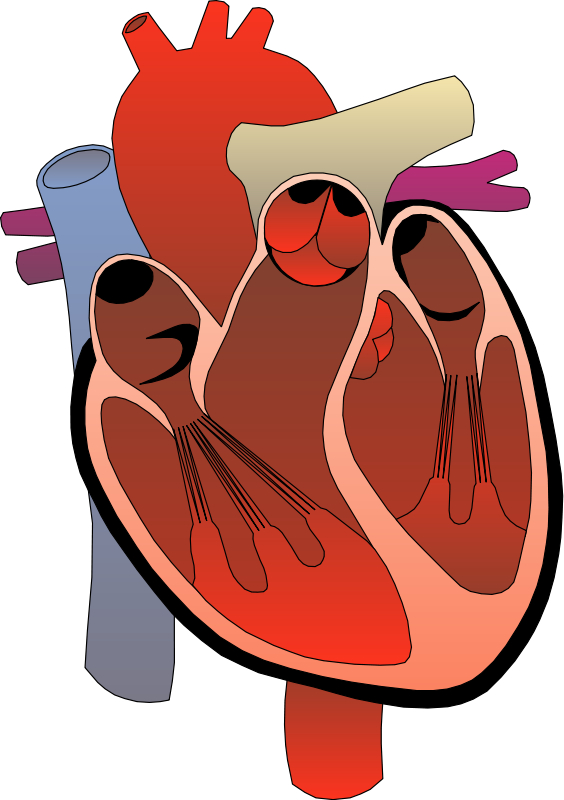 Anatomical Heart PNG Image Background