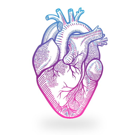 Anatomical Heart PNG Image Transparent Background