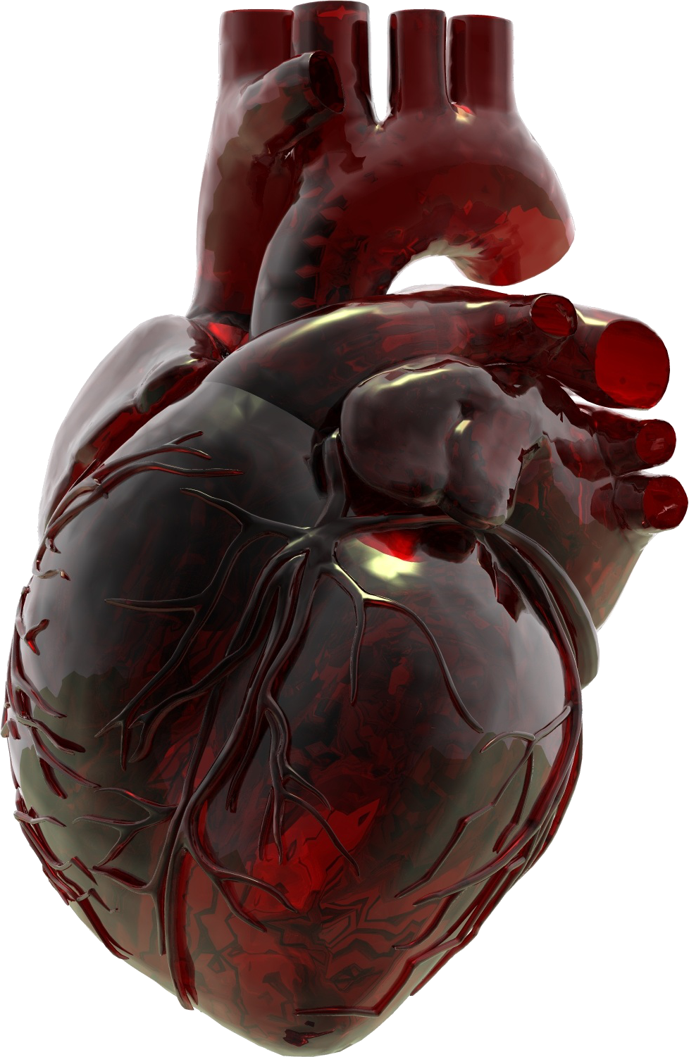 Imagen de PNG del corazón anatómico