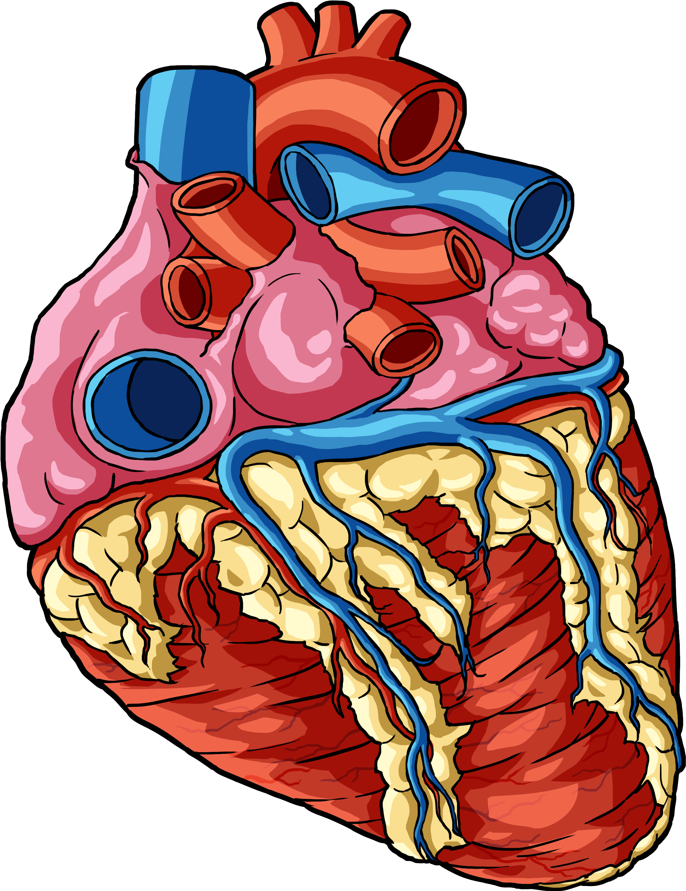 Anatomical Heart PNG Transparent Image