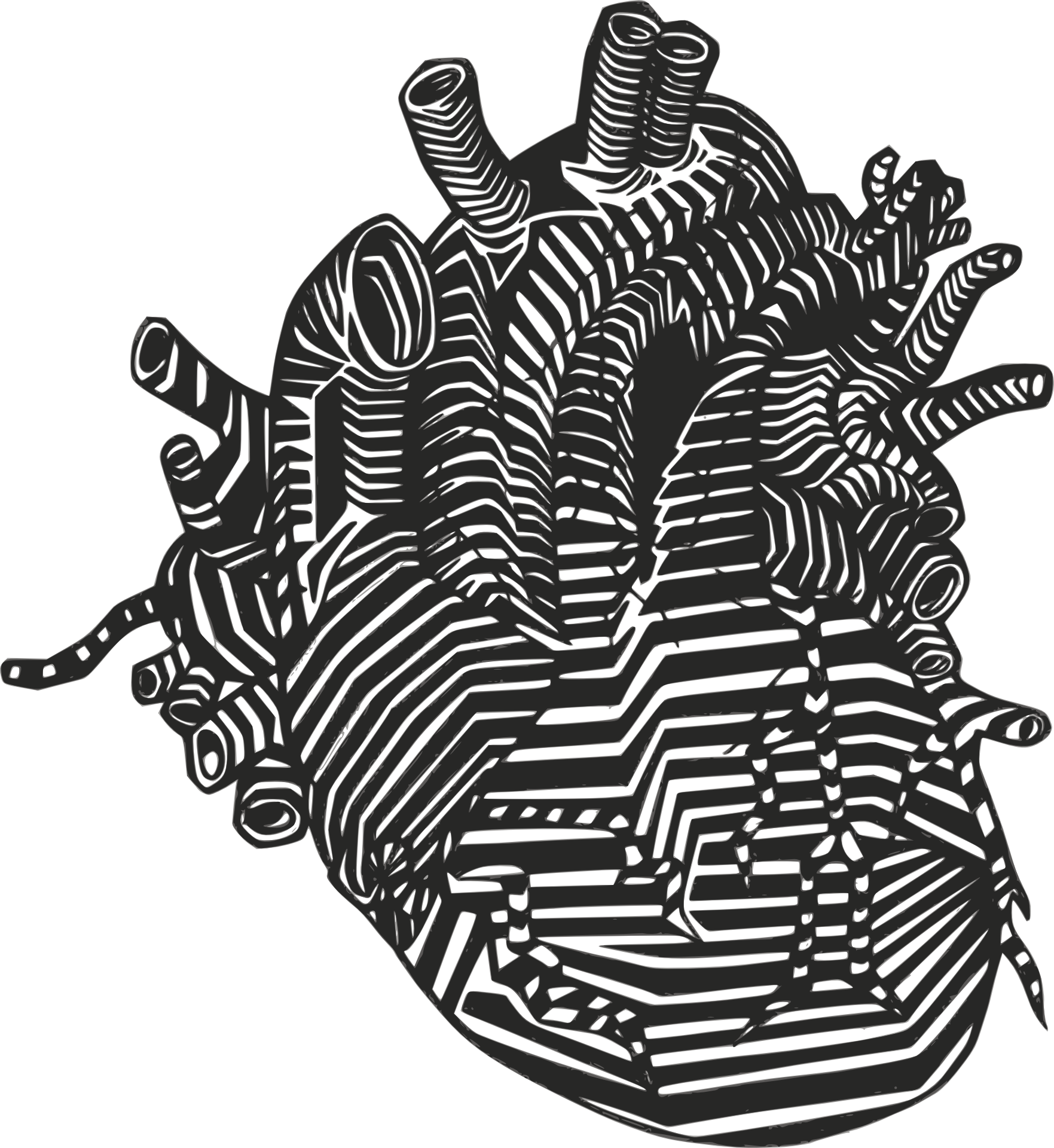 القلب التشريحية خلفية شفافة PNG