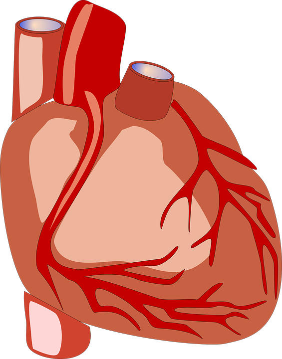Anatomical Heart Transparent Images