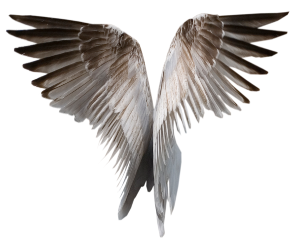 أجنحة الملاك خلفية شفافة PNG