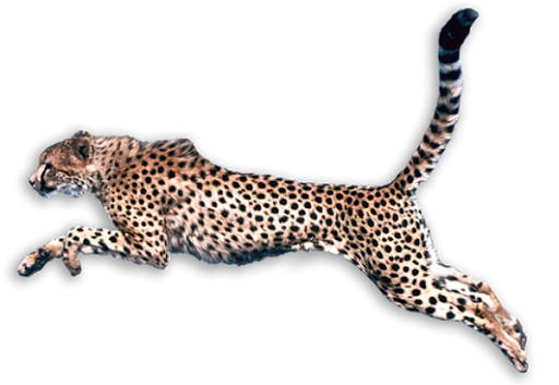 Boze cheetah PNG hoogwaardige Afbeelding