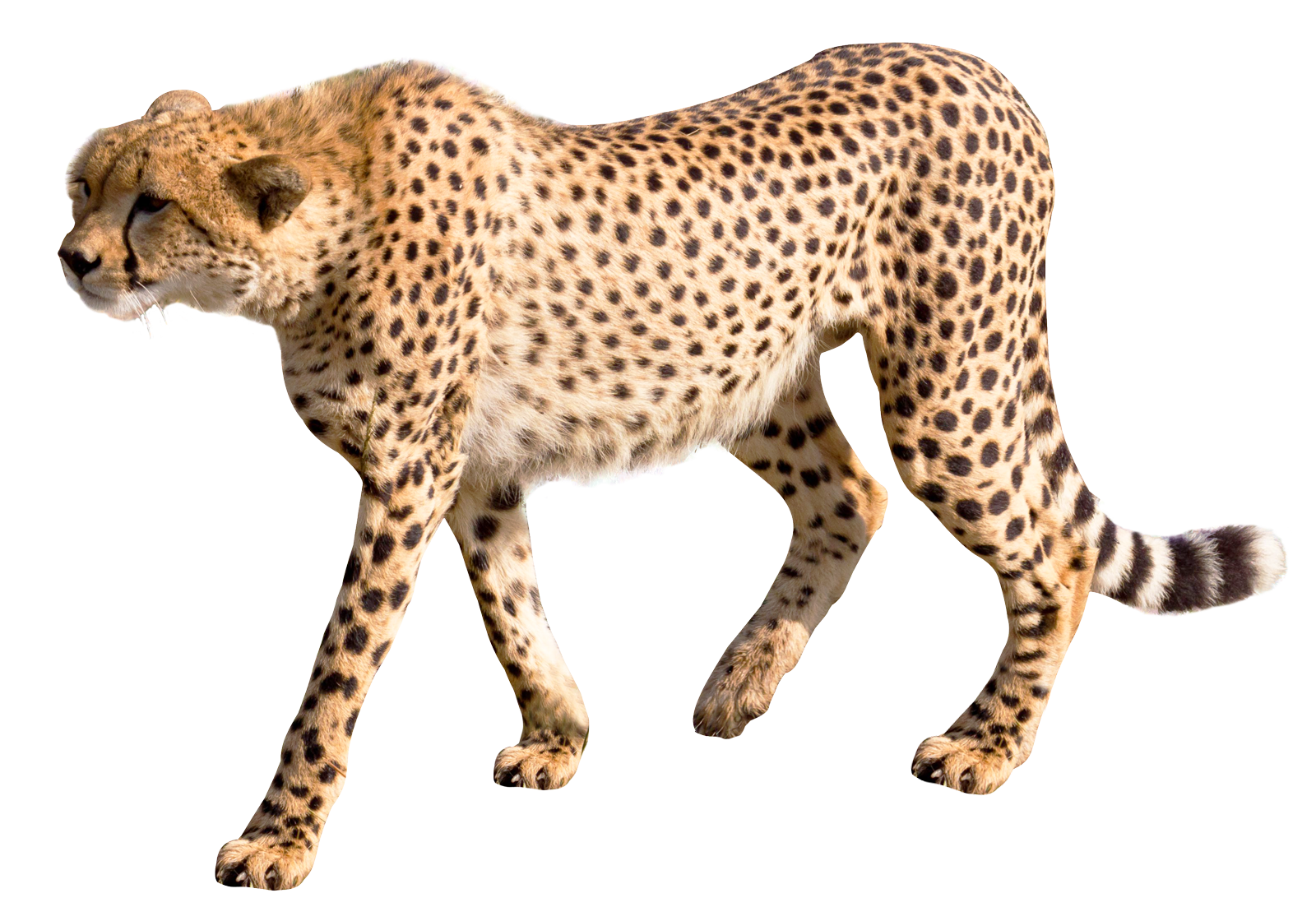 Angry Cheetah PNG-Afbeelding