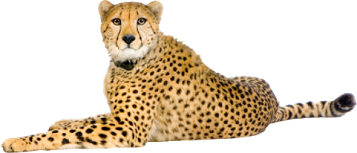 Angry cheetah PNG Foto