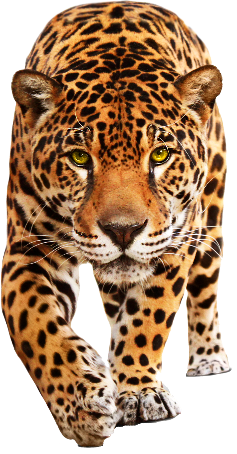 Angry Cheetah PNG Transparent Image