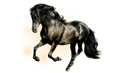 Black Horse Download PNG Image