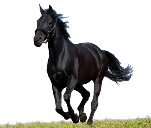 Black Horse Download Transparent PNG Image