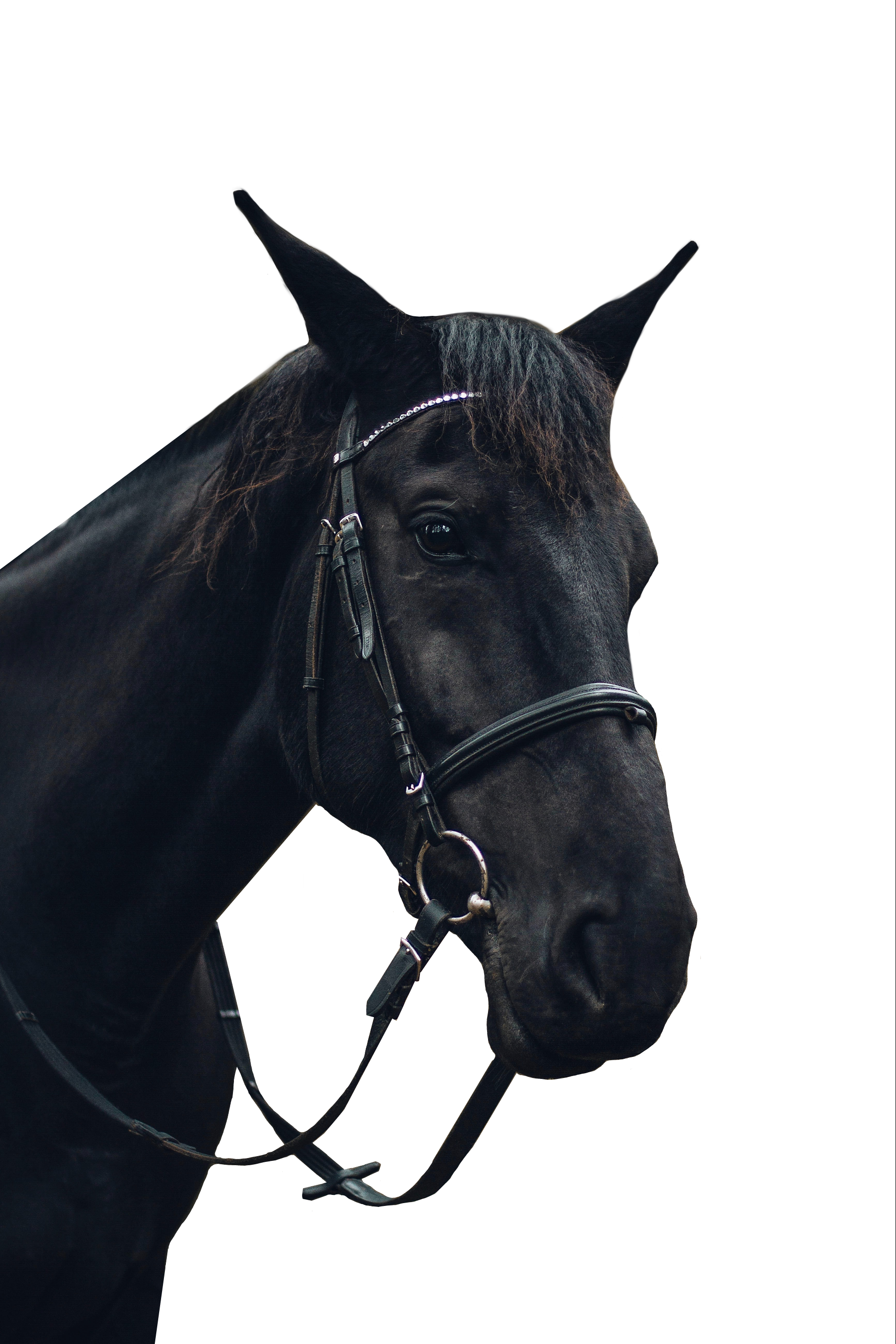 Black Horse PNG Background Image