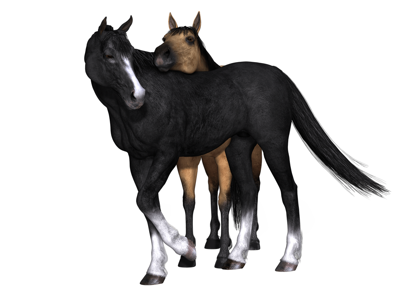 Black Horse PNG Download Image