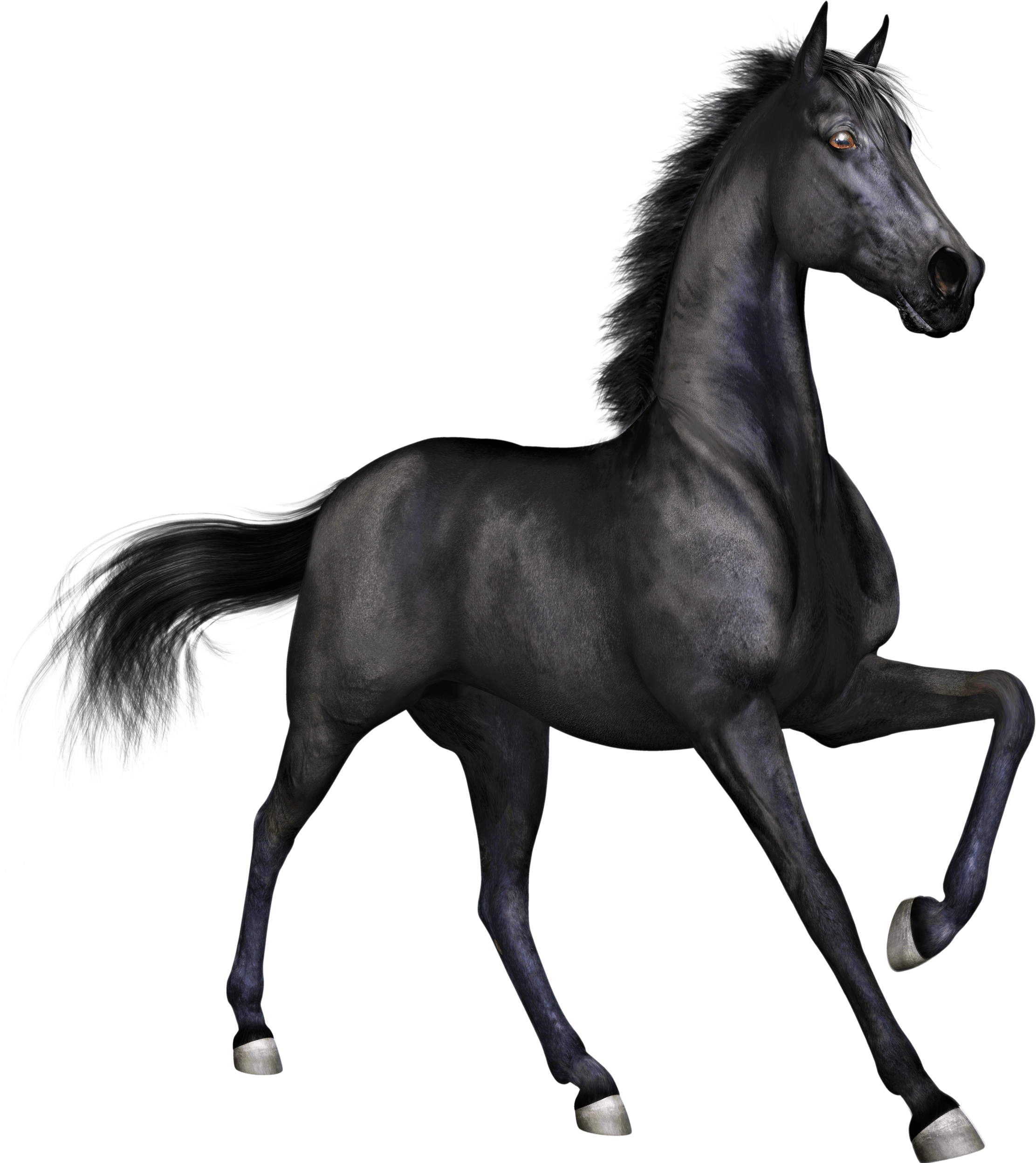 Black Horse PNG Image Background