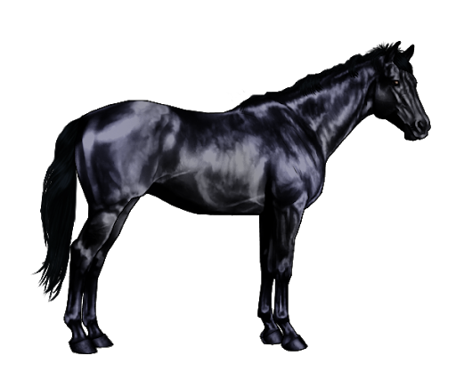 الحصان الأسود PNG صورة شفافة