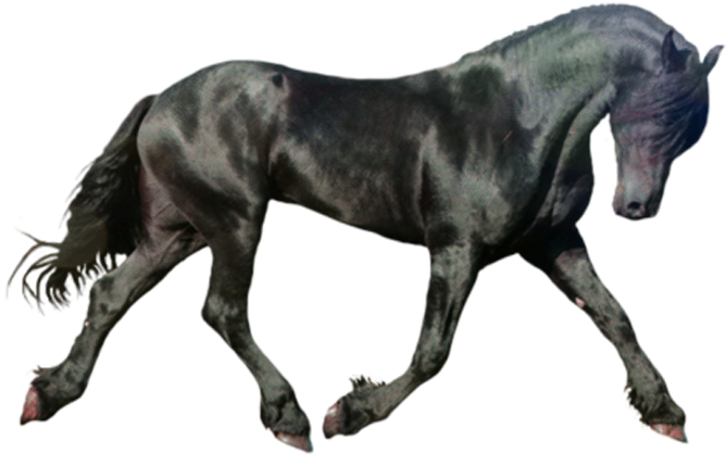 Black Horse PNG Photo