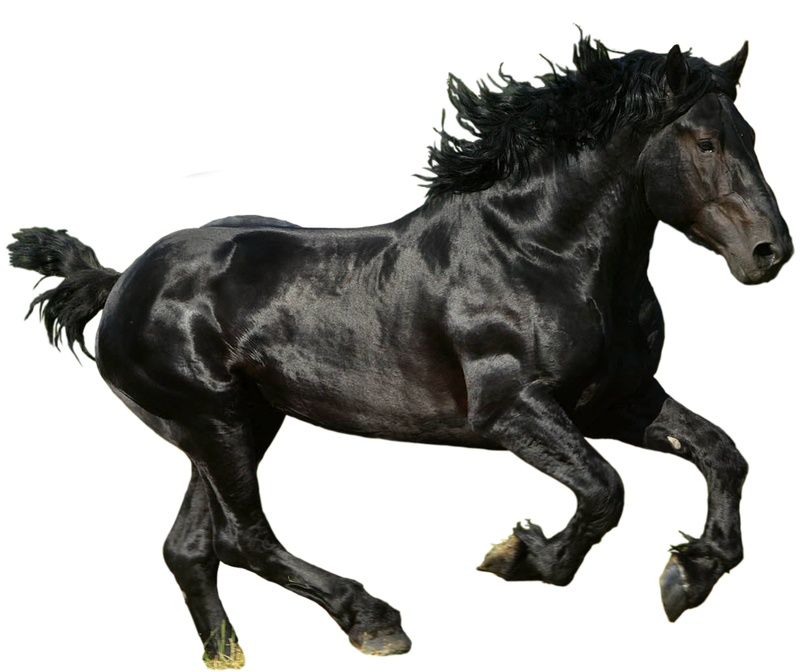 الحصان الأسود PNG الموافقة المسبقة عن علم
