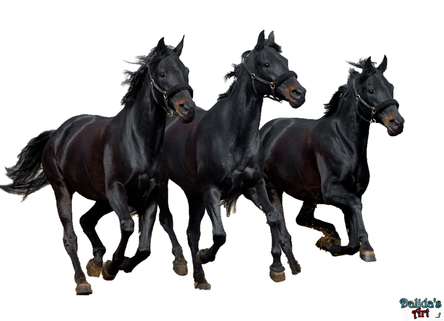 Fond Transparent cheval noir PNG