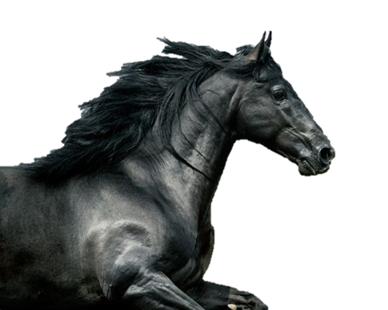 حصان أسود صور شفافة