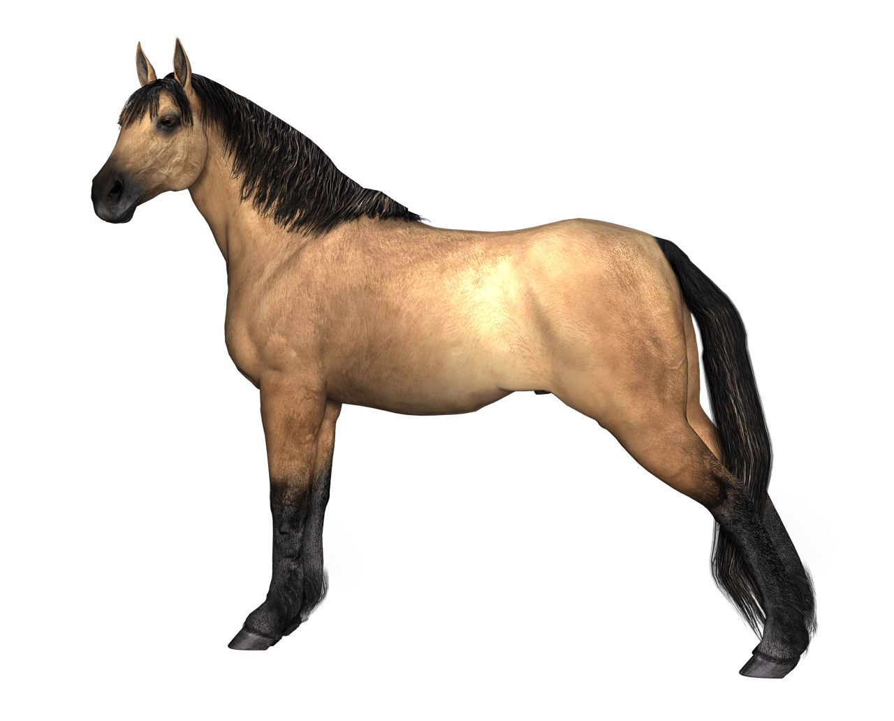 Brown Horse Free PNG Image