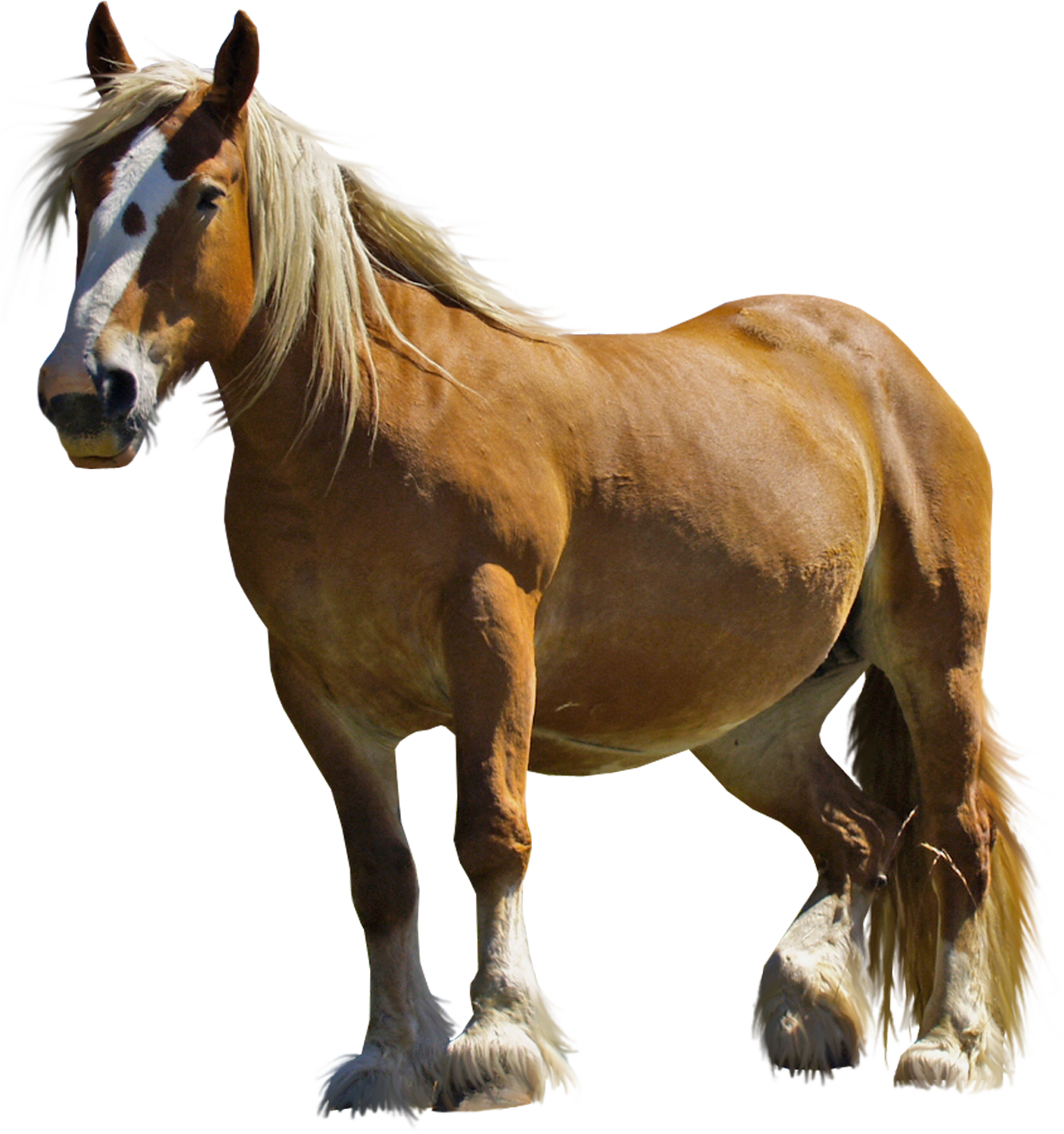 Brown Horse PNG Background Image