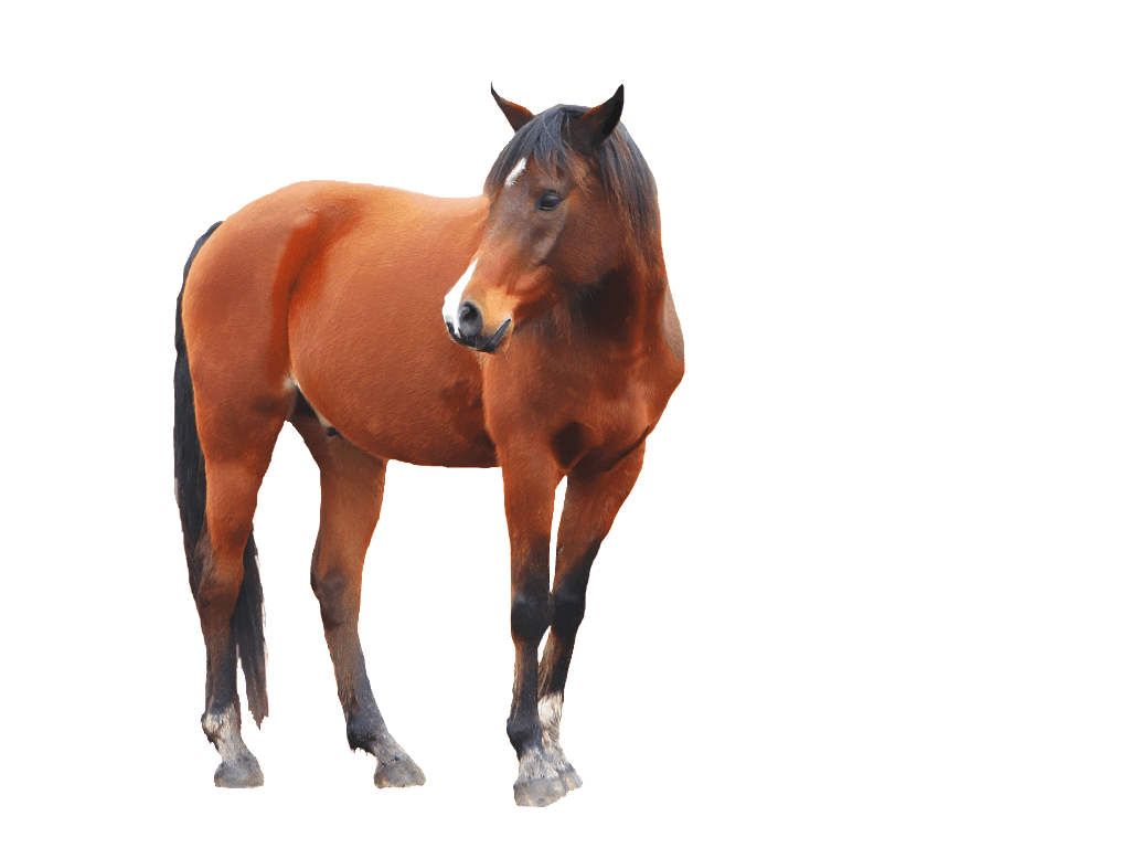 Brown Horse PNG Free Download