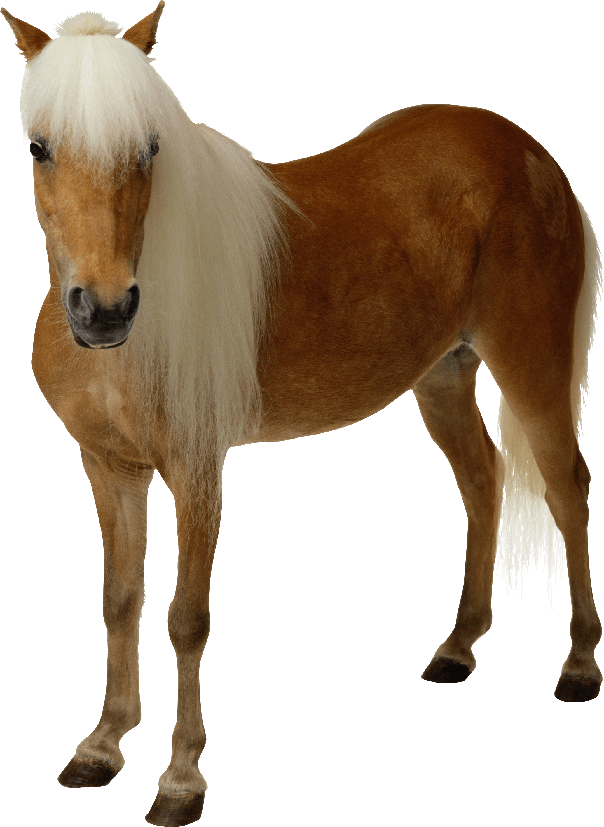 Brown Horse PNG Image Background