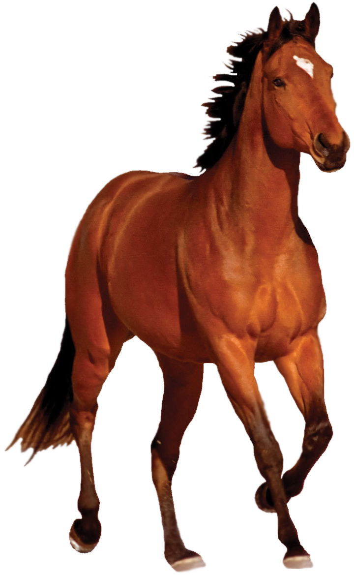 Brown Horse PNG Image Transparent Background