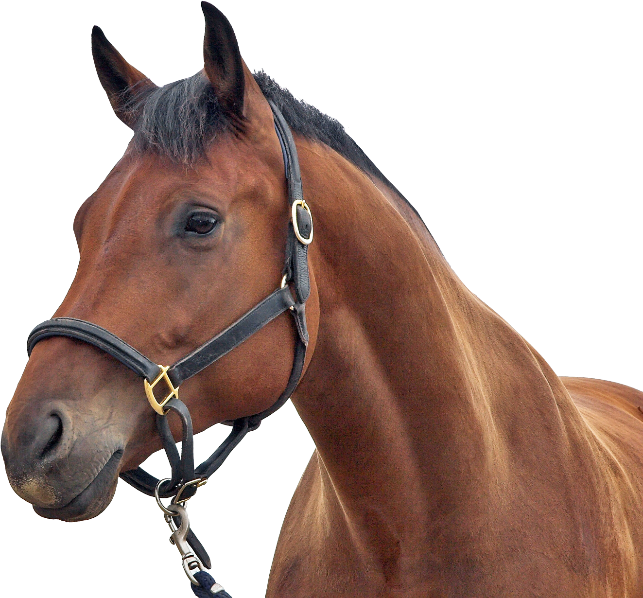Brown Horse PNG Photo