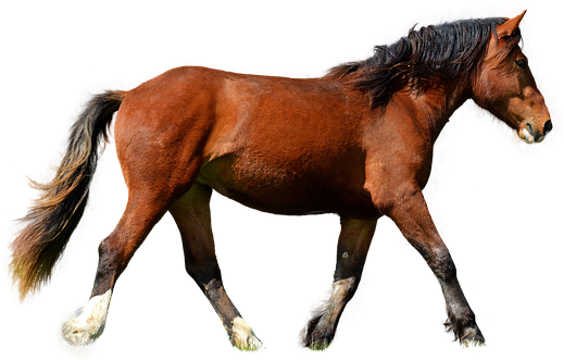 الحصان البني PNG صورة شفافة