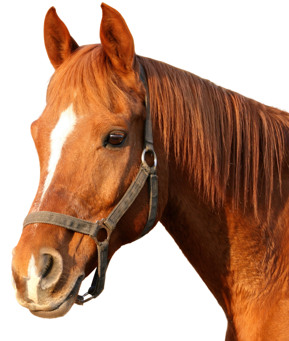 Image Transparente cheval brune