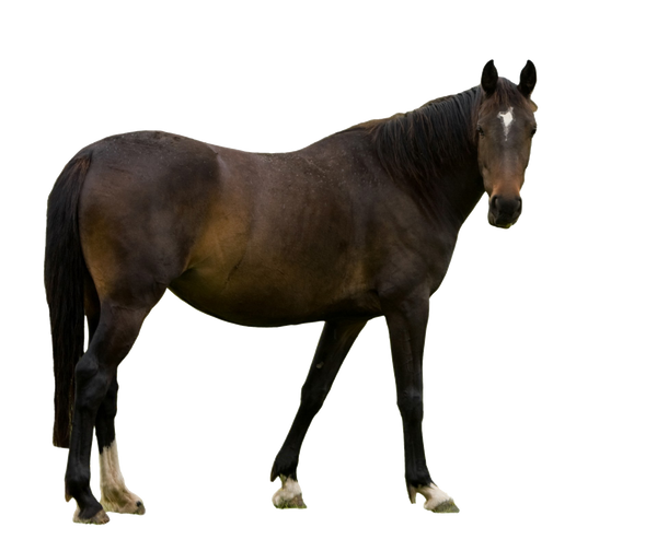 Brown Horse Transparent Images