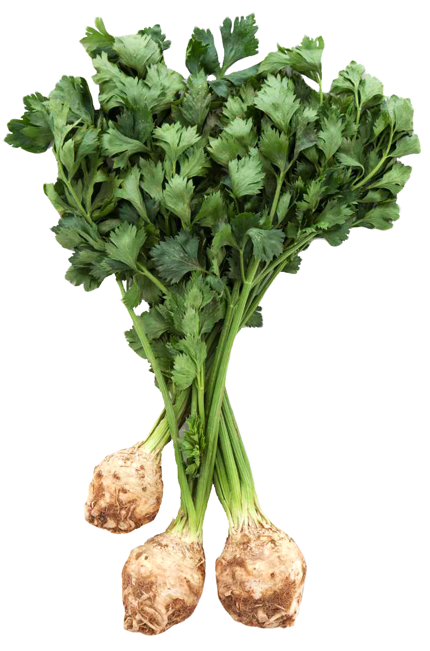 Celery Download PNG Image