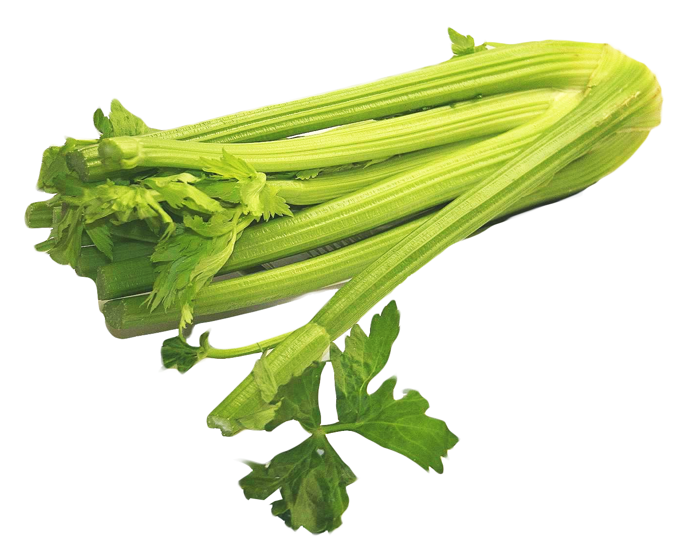 Celery PNG Image Transparent Background