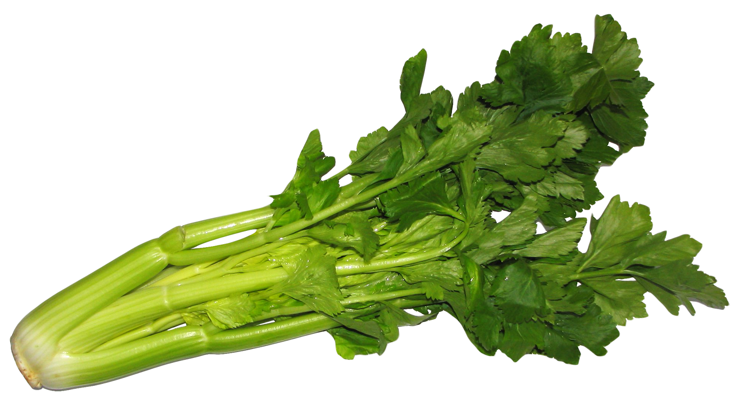 Celery PNG Image Transparent
