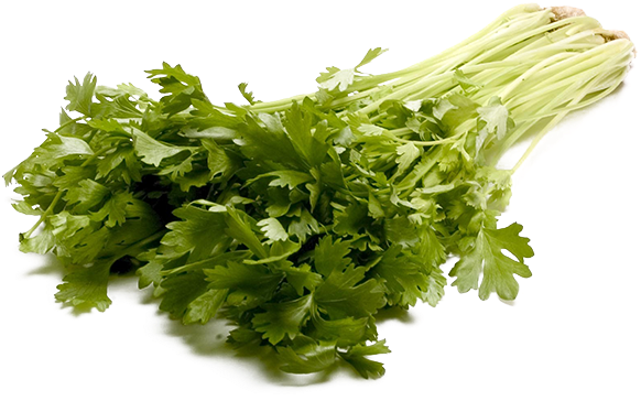 Celery PNG Photo