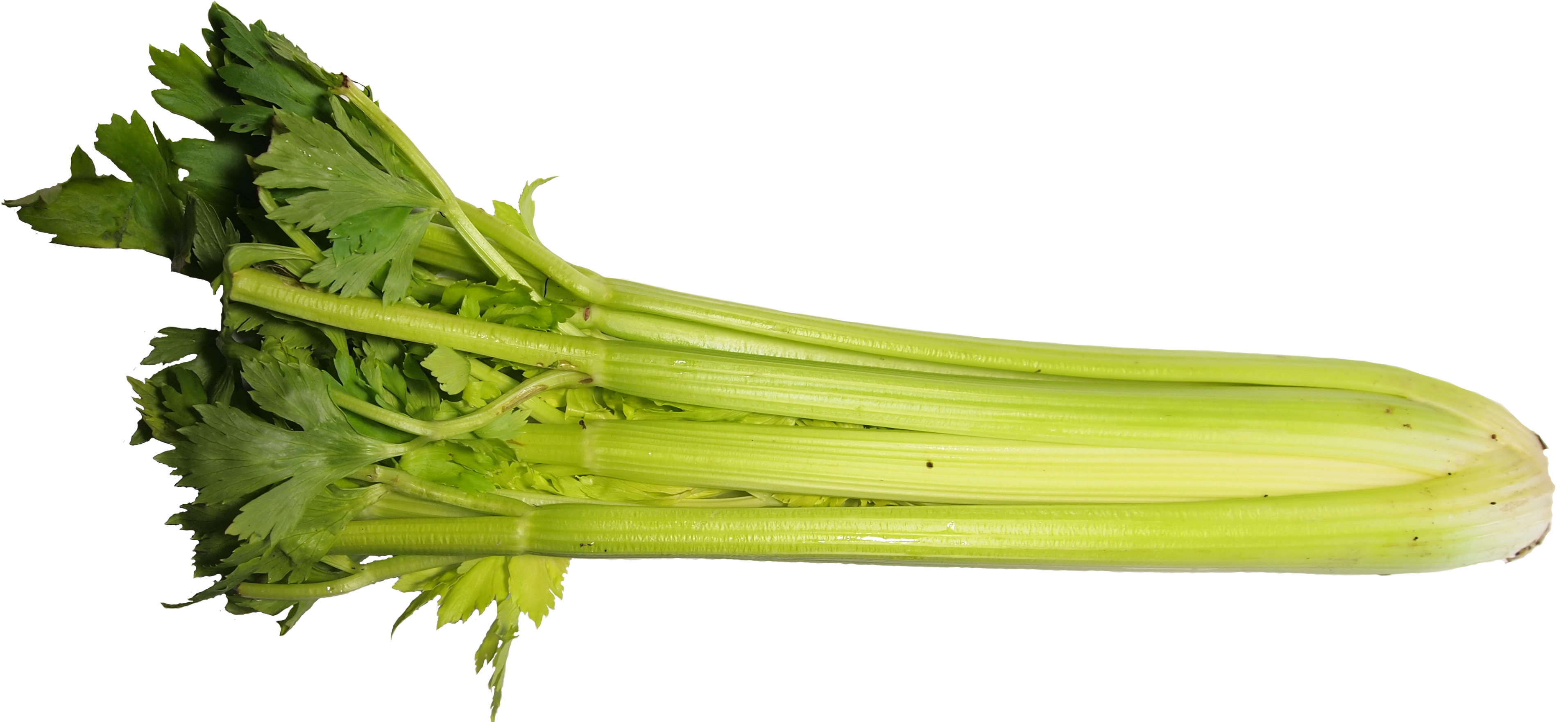 Celery PNG Picture