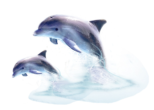 Cute Jumping Dolphin Download Transparent PNG Image