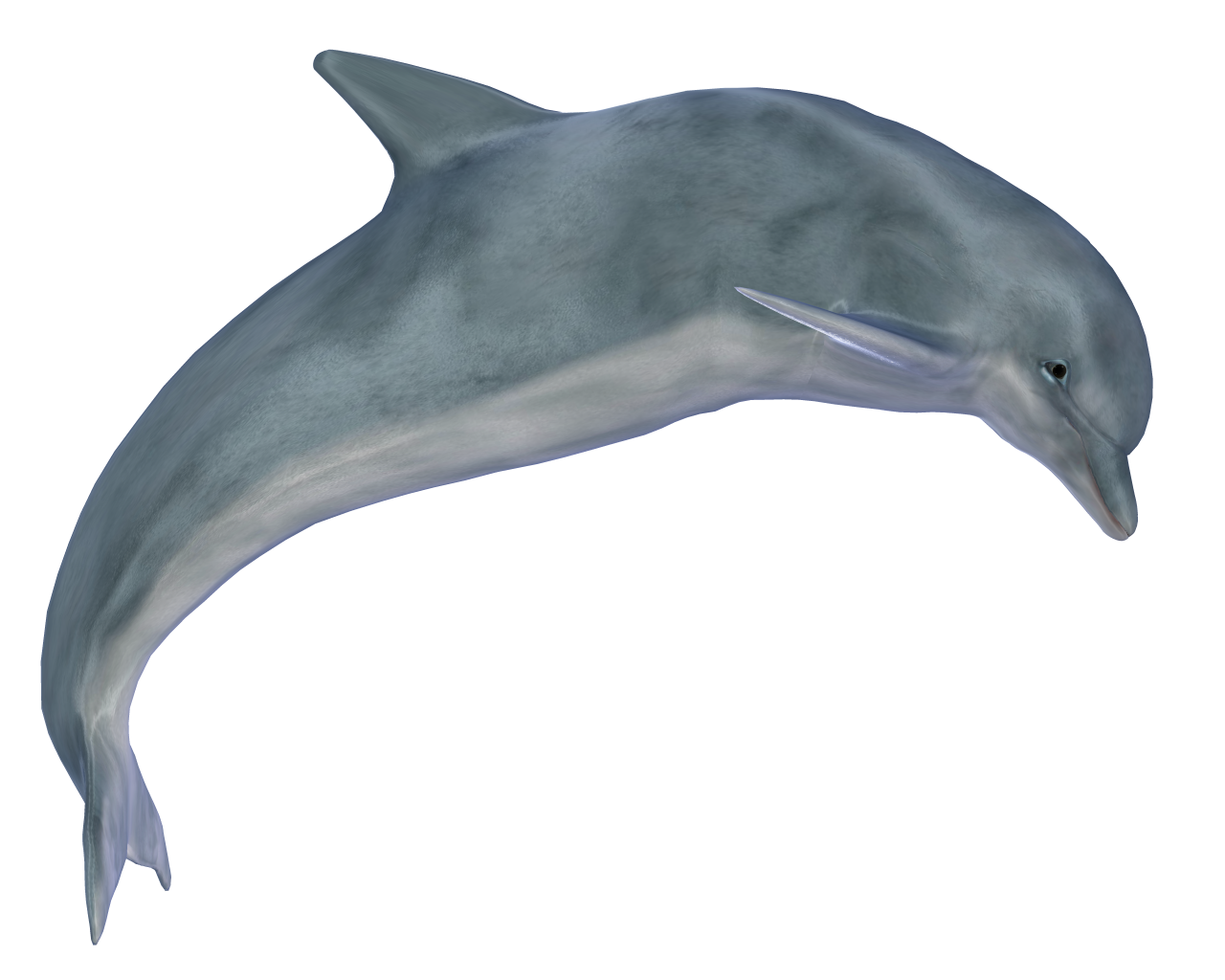 Cute Jumping Dolphin Free PNG Image