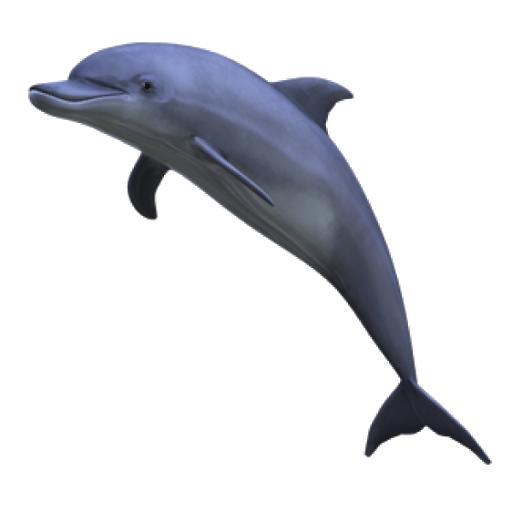 Cute Jumping Dolphin PNG Background Image