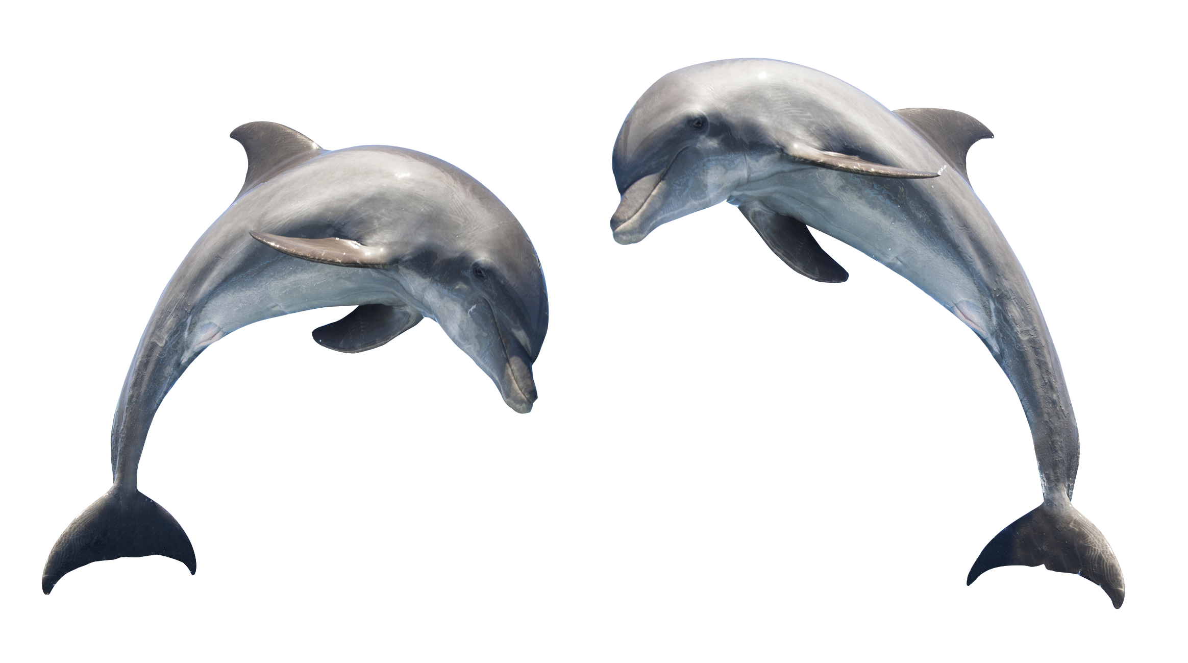 Cute Jumping Dolphin PNG Download Image