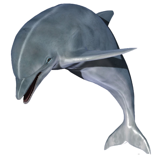 Cute Jumping Dolphin PNG Image Transparent Background