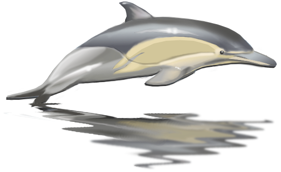 Cute Jumping Dolphin PNG Photo