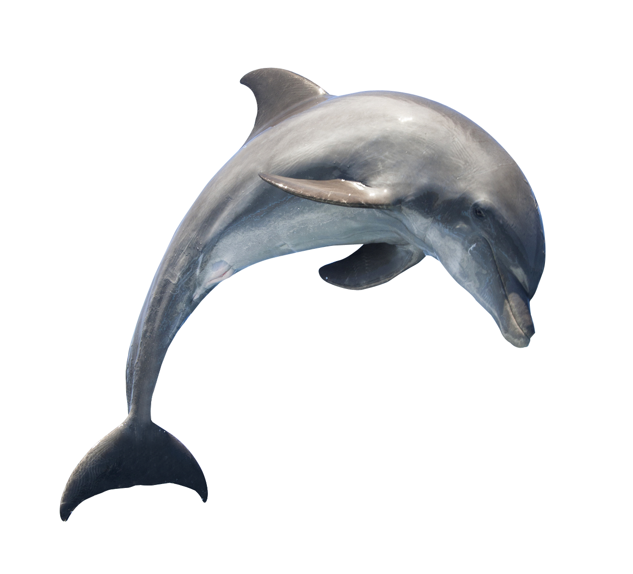 Cute Jumping Dolphin PNG Transparent Image